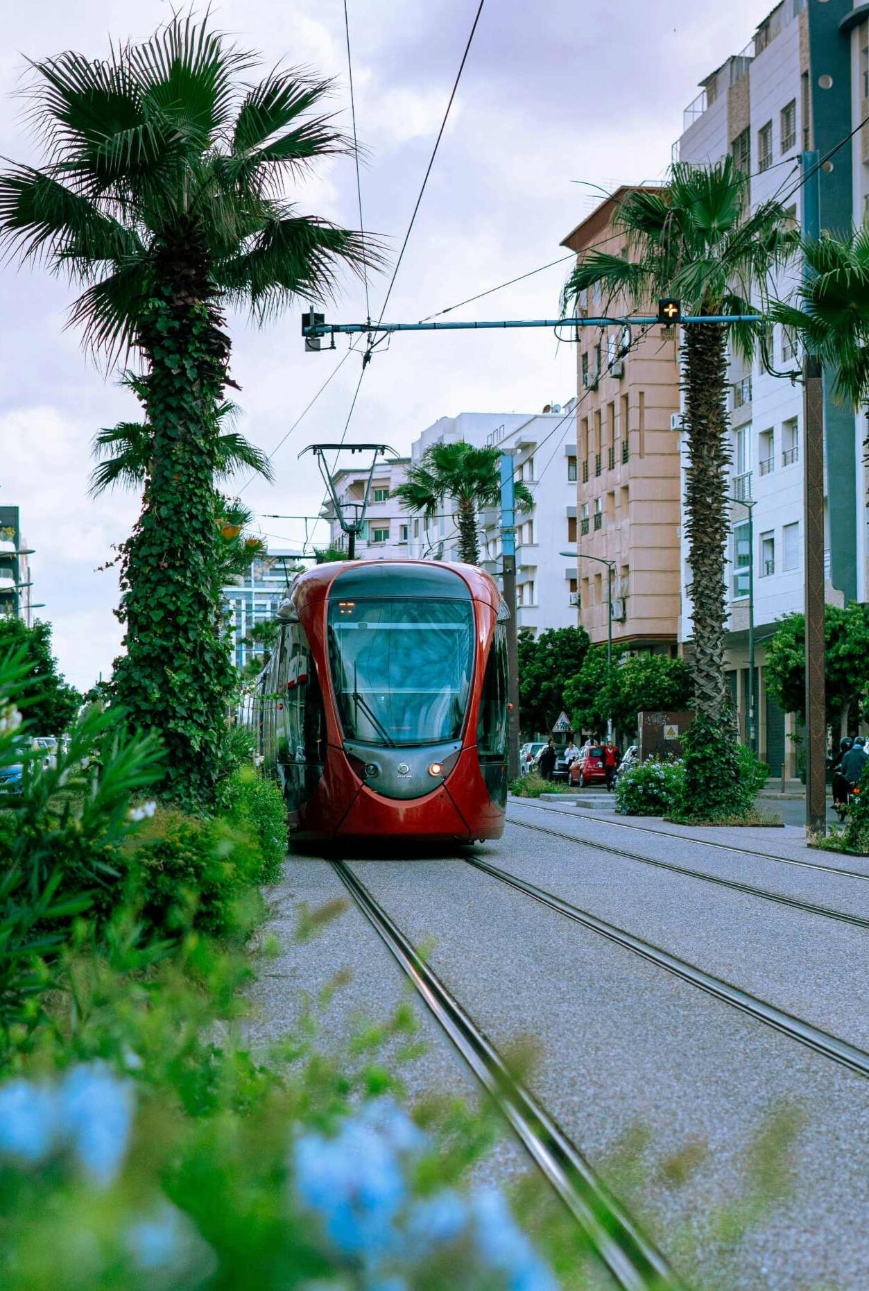 Casablanca Centreville Red street car approaching on the tracks flanked by palm trees and greens shrubs in an urban setting