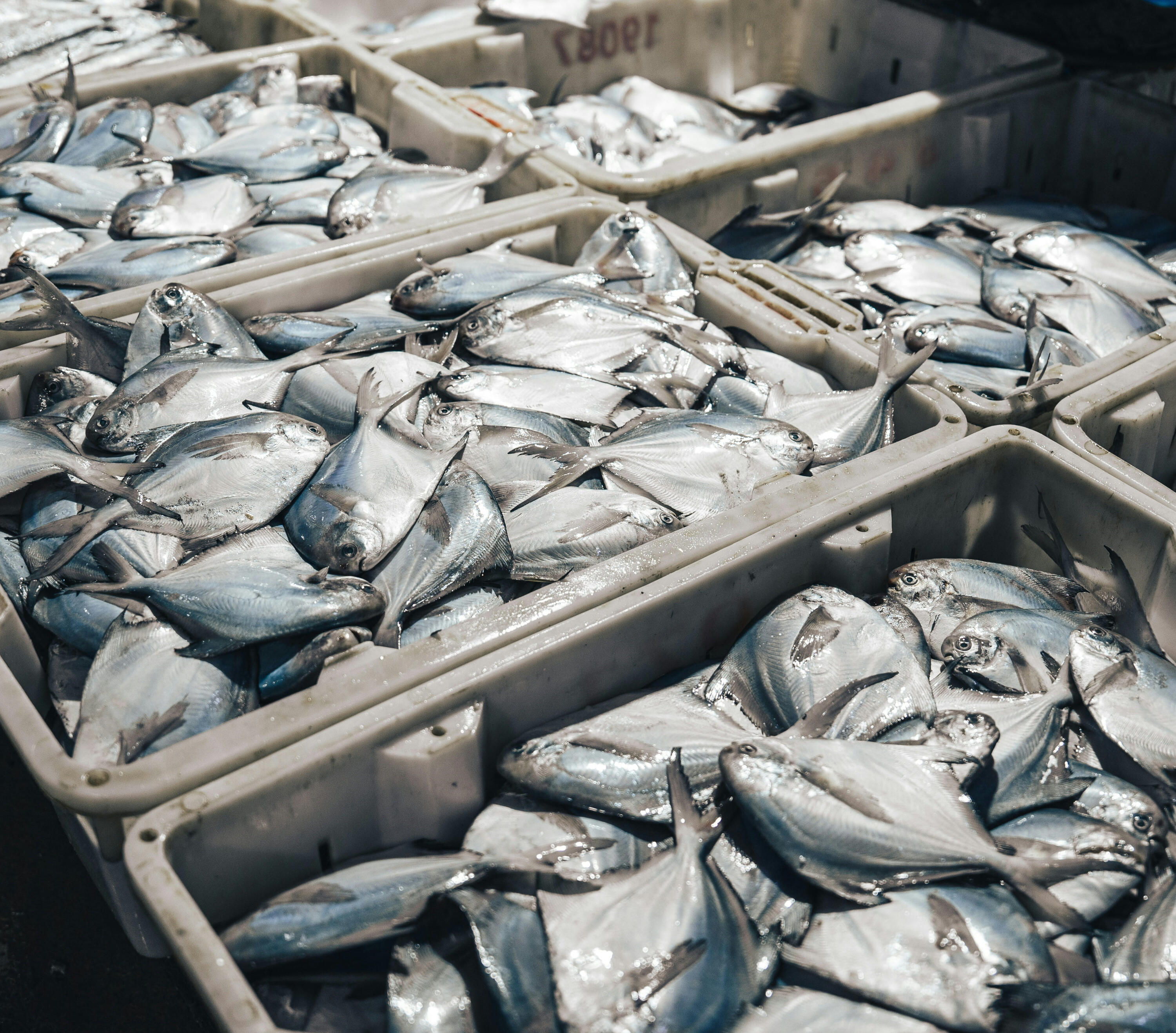 multiple plastic containers filled to the brim with fresh silver fish