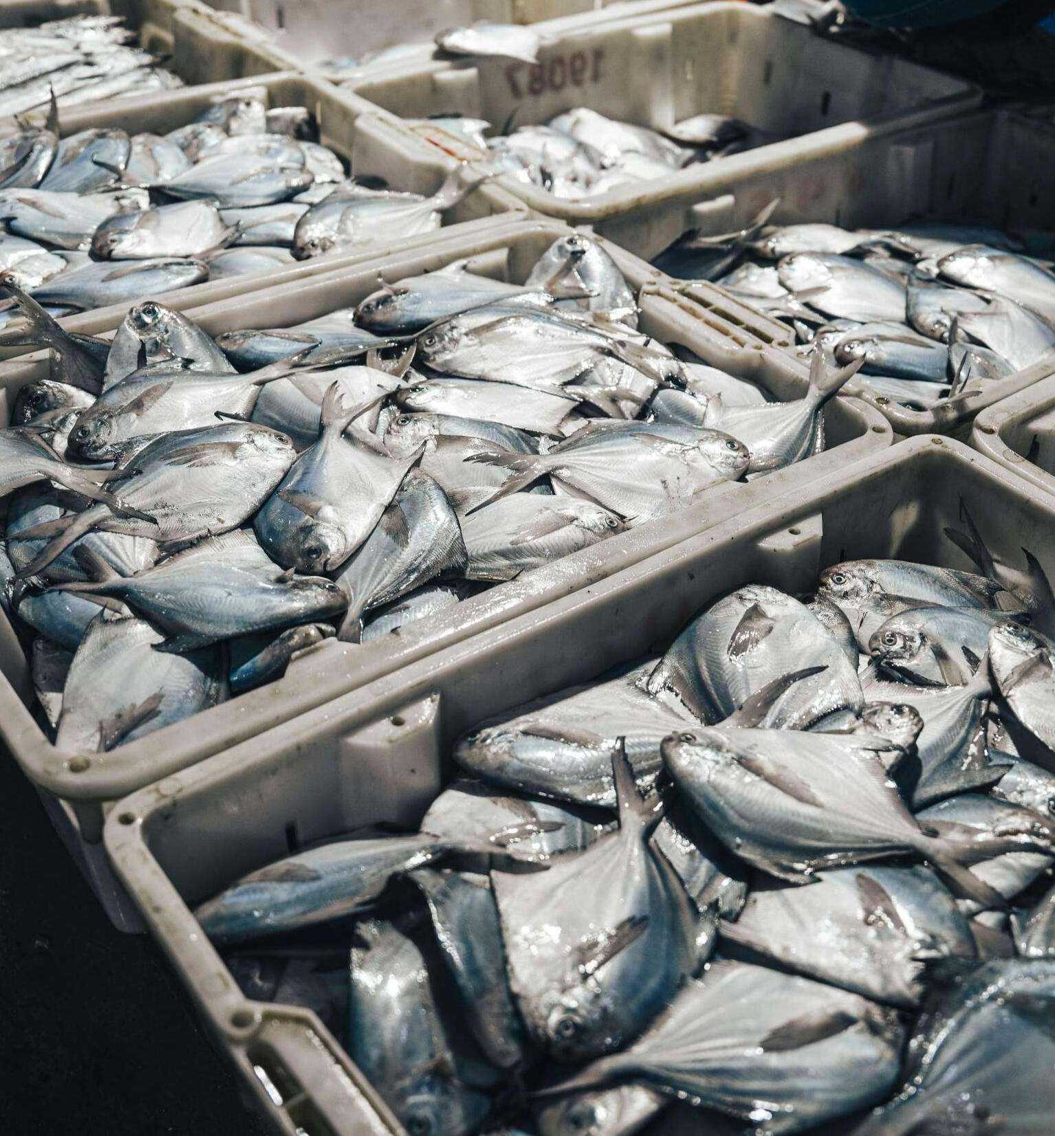 Fish in buckets multiple plastic containers filled to the brim with fresh silver fish